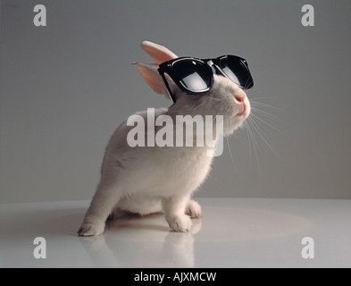 Studio image of pet white rabbit wearing sunglasses. Stock Photo