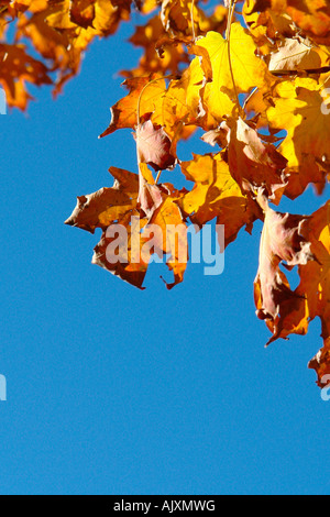 Vibrantly Colored Autumn Leaves with Copy Space Stock Photo