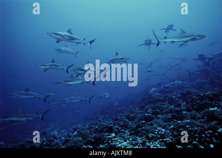 Schooling Grey Reef sharks Carcharhinus amblyrhynchos Fakarava Atoll Tuamotus French Polynesia Pacific Ocean Stock Photo