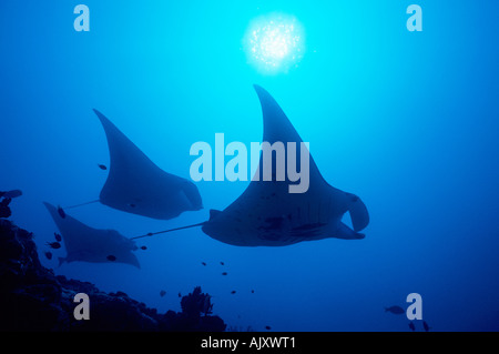Three Manta Rays in silhouette over a cleaning station Manta birostris Mi il Channel Yap Micronesia Pacific Ocean Stock Photo