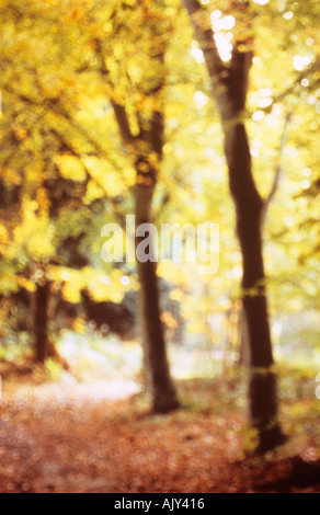 Common beech trees or Fagus sylvatica in autumn or fall with sunlit track in the woods Stock Photo