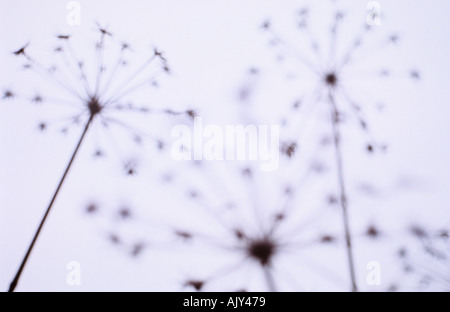 Seed heads of Hogweed or Heracleum sphondylium silhouetted against a winter sky Stock Photo