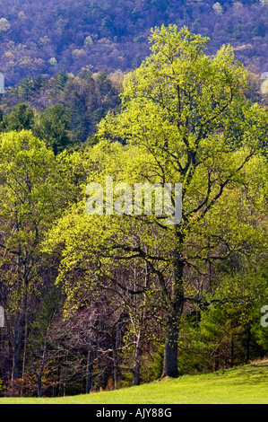 Spring foliage on trees along Newfound Gap Road, Great Smoky Mountains National Park, Tennessee, USA Stock Photo