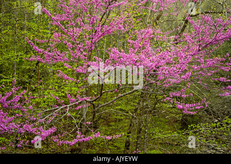 Redbud (Cercis canadensis) near Laurel Creek, Great Smoky Mountains National Park, Tennessee, USA Stock Photo