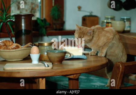 Domestic Cat / Hauskatze Stock Photo