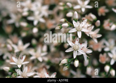 White Stonecrop / Weisse Fetthenne Stock Photo