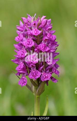Northern marsh orchid Dactylorhiza purpurella Gait Barrows national nature reserve Cumbria UK Stock Photo
