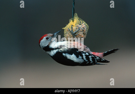 Middle-spotted Woodpecker / Mittelspecht Stock Photo