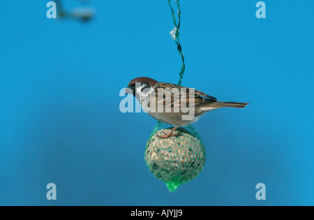 Tree Sparrow / Feldsperling / Spatz Stock Photo