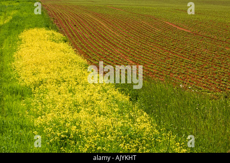 Potato fields and yellow mustard weed, , PE/PEI Prince Edward Island, Canada Stock Photo