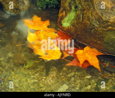 Fallen maple leaves floating in a pool in a stream Stock Photo