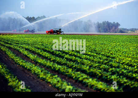 Crops in field,tractor in fields, crops in rows, farm worker. Stock Photo