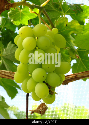White Grapes growing in English garden greenhouse Stock Photo