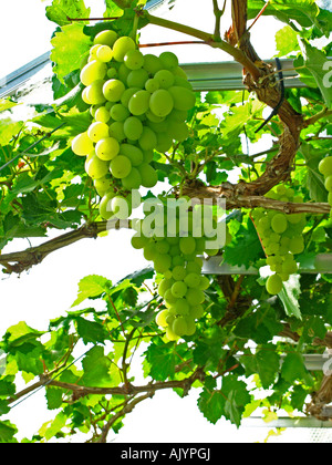 English Grapes Stock Photo