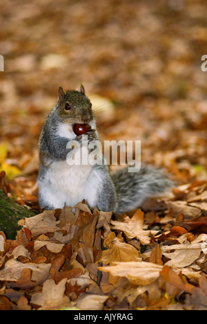 Grey Squirrel eating nut in Autumn Stock Photo