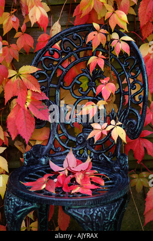 Autumn leaves climbing over a garden chair Stock Photo