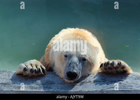 Wildlife, Carnivora, Polar Bear in zoo. Stock Photo