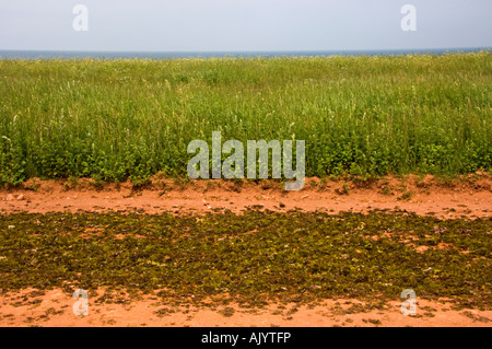 Irish moss being allowed to dry on country road, North Cape, PE/PEI Prince Edward Island, Canada Stock Photo