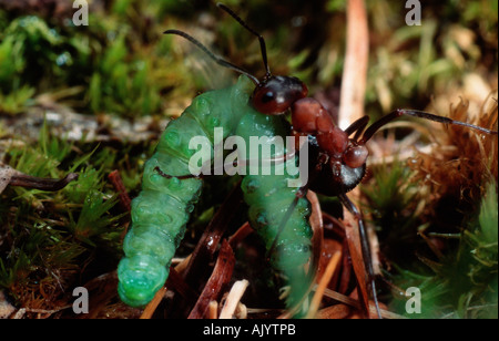 Small Red Wood Ant / Kleine Rote Waldameise Stock Photo