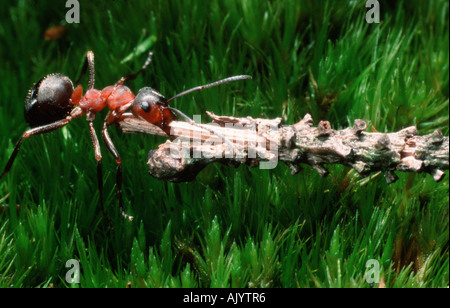 Small Red Wood Ant / Kleine Rote Waldameise Stock Photo