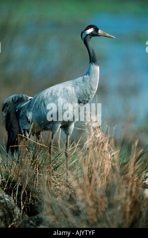 Common Crane / Graukranich Stock Photo