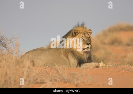AFRICAN LION panthera leo Stock Photo