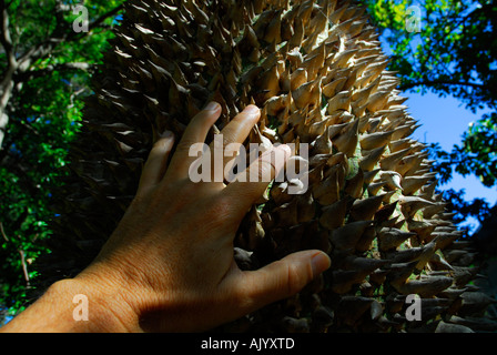 close up of human hand on thorns of the Kapok Tree, ceiba pentandra Stock Photo