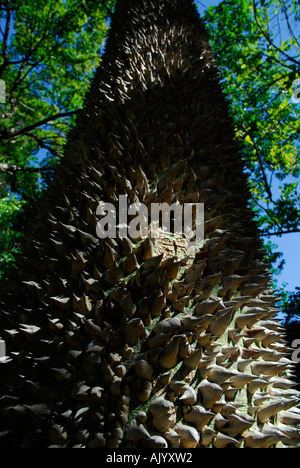 thorns cover the trunk of the Kapok Tree, ceiba pentandra, close up Stock Photo