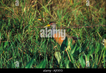 Grey-necked Wood Rail / Cayenne-Ralle Stock Photo