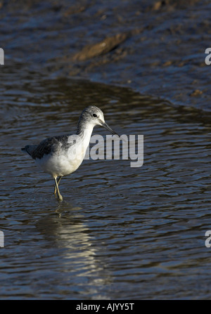 Scientific name: Tringa nebularia fishing in salt marsh creek Stock Photo