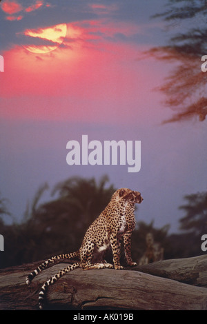 Pair of cheetahs perched on log in Masai Mara at sunset Stock Photo