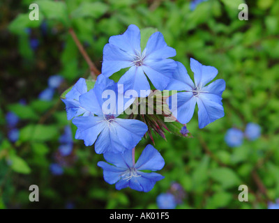 Ceratostigma willmottianum Leadwort Stock Photo