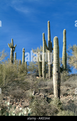 Saguaro desert cactus tree, Scottsdale, Phoenix,AZ,USA Stock Photo - Alamy