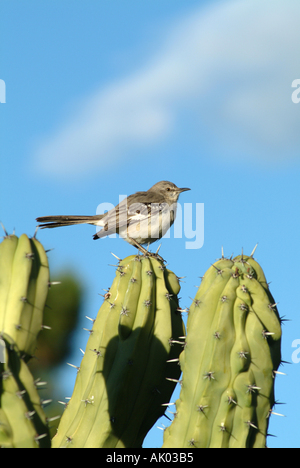 Northern Mocking Bird on Cactus at Scottsdale Arizona USA United States America USA Stock Photo
