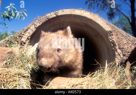 Wombat coming out of its burrough in a zoo in Queensland Australia Stock Photo