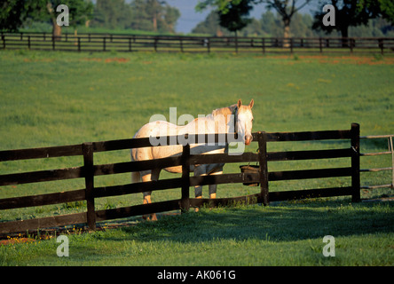 A thoroughbred race horse in a pasture in the farm country near Charlottesville Virginia Stock Photo