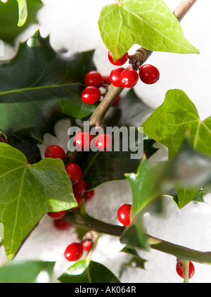 Holly and Ivy Stock Photo
