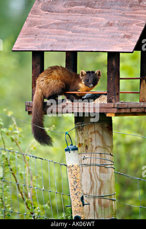 Pine Marten stealing food from Bird Table, Scotland, UK Stock Photo