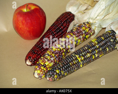 USA OREGON CENTRAL OREGON AUTUMN Three perfect ears of multi colored Indian corn and a Fuji apple in the autumn Stock Photo