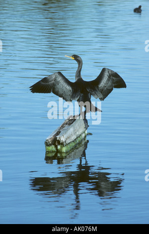 Double-Crested Cormorant  (Phalacrocorax auritus) San Francisco Bay, California Stock Photo