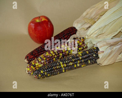 Three perfect ears of multi colored Indian corn and a Fuji apple in the autumn Stock Photo