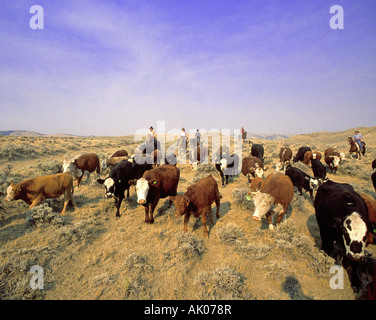 Cowboys and cowgirls on a large cattle ranch in southern Wyoming watch over a herd of cattle Stock Photo