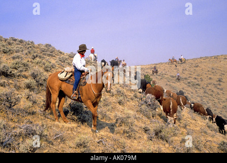 USA WYOMING A group of cowboys and cowgirls watch over a large herd of cattle on a cattle ranch near Thermopolis Wyoming Stock Photo