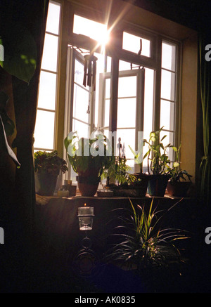 Sun shining through a window adorned with plants Brent Cross North London England UK United Kingdom Europe Stock Photo