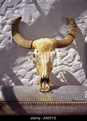 Characteristic bull buffalo skull cowboy gaucho symbol big symmetrical horns wall Montevideo Uruguay South Latin America Stock Photo