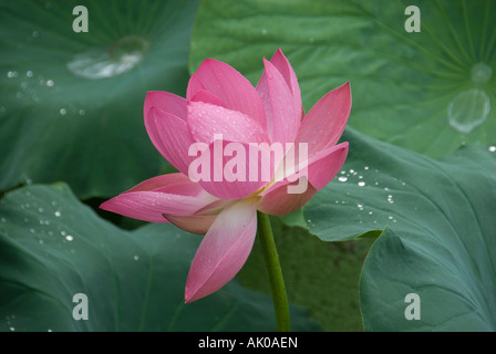 Blooming pink lotus flower in the July rain Kunming People’s Republic of China