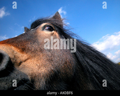 Headshot close-ups of a Dartmoor Pony. Stock Photo