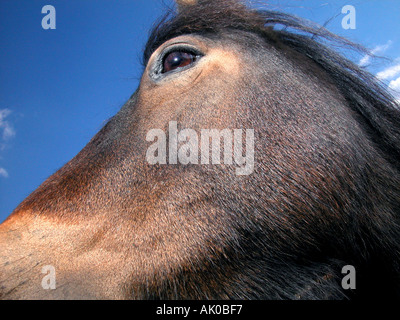 Headshot close-ups of a Dartmoor Pony. Stock Photo