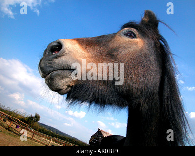 Headshot close-ups of a Dartmoor Pony. Stock Photo