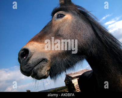 Headshot close-ups of a Dartmoor Pony. Stock Photo